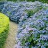 Hydrangea serrata bluebird: recenzije, sadnja i njega, fotografije